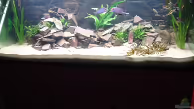 Aquestor von Aquestor