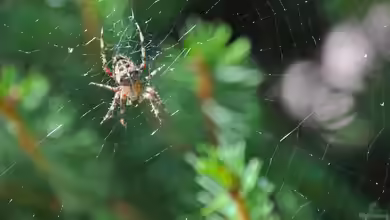 Araneus diadematus im Garten