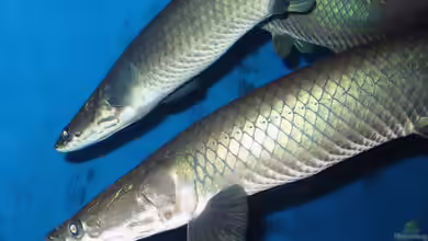 Arapaima leptosoma im Aquarium halten