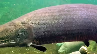 Arapaimas im Aquarium Berlin - Giganten des Amazonas hautnah erleben
