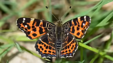 Araschnia levana im Garten