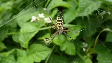 Argiope bruennichi im Garten