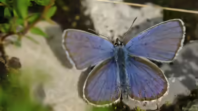Argus-Bläuling im Garten