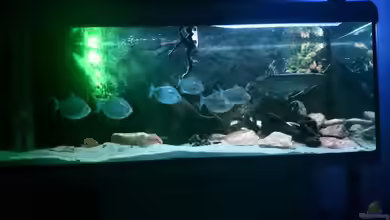 Arowana von Phillip Militzer