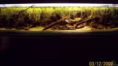 Artenbecken Betta Albimarginata Malinau von Heiko Bischof