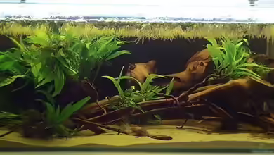 Artenbecken Betta Macrostoma von Heiko Bischof