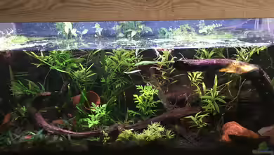 Artenbecken für Channa spec. "Red Fin" von Harald Kästner