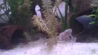 Artenbecken von Snow-white89