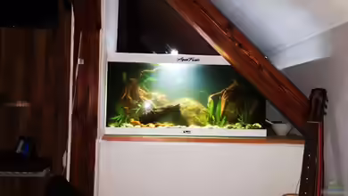 Arterhaltungs Aquarium von Thomas Michel