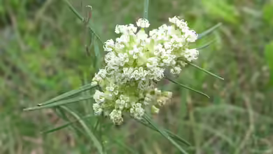 Asclepias verticillata im Garten pflanzen