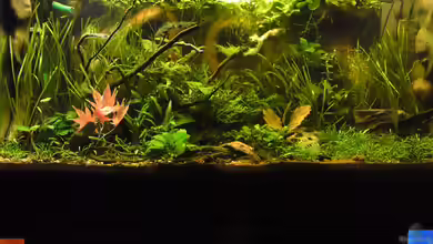 Asia 180 von bluestime