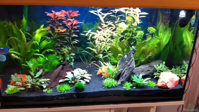 Asia Dreams von Nastassja&Mario T