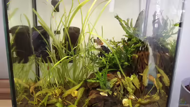 Asia Garnelenbecken von martini_g