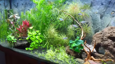 Asia meets Australia von Uwe M.