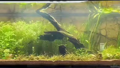 Asia (Welcome to the Jungle) von Rene78