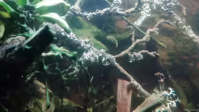 Asian Puffer von - Stephen -