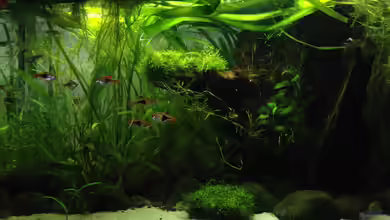 Asiatischer Bachlauf von Bob Dylan