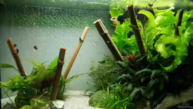 Asiatischer Südamerikaner von Rumblebee