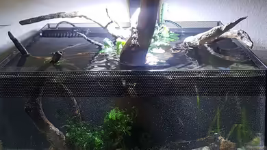 Asiatisches Natur Aquarium von JalaRoki