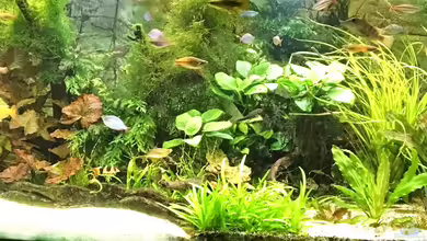 Asien / Australien von H.T.