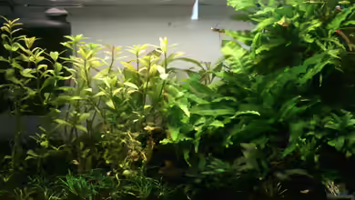 Asien/Afrika Style von Ray1975