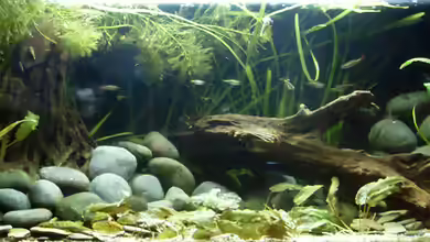 Asien-Bachbecken von honey112