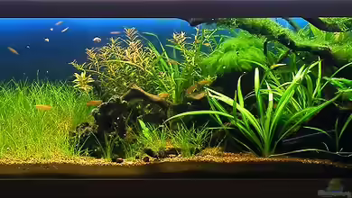 Asien Bachbett - Nur noch Beispiel von bergfrau