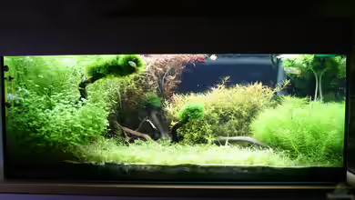 Asien Kaltwasser von Susanne Axt