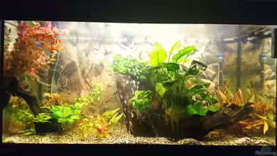 Asien mit Panzerwels von Frank S