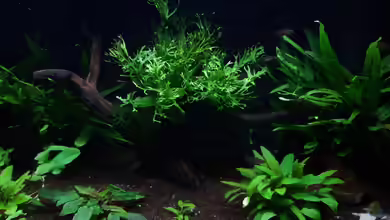 Asien Roots - aufgelöst (nur noch als Beispiel) von Mich