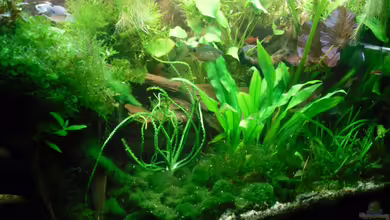 Asien von Martin Osing