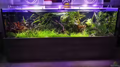 Asien von a2b-aquaristik