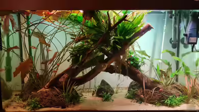 Asienaquarium von David Schneider Aquaristik