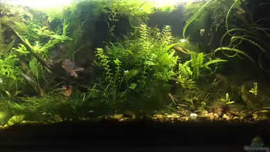 Asienbecken "Badis ruber" von Harald Kästner