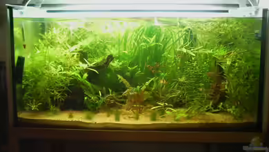 Asienbecken von Stalker