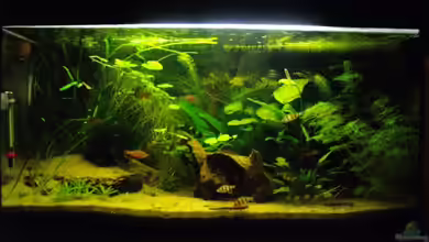 Asienreise auf kleinem Raum von Caricciola