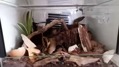 Asselschön von Hexe