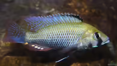Astatotilapia calliptera im Aquarium halten