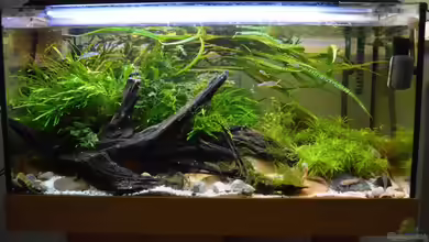 At the riverbank von Dominik