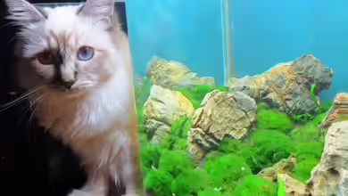 Auf dem blauen Berge leben wir;) von Supernova