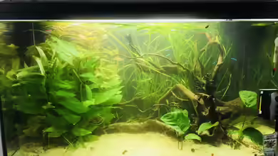 Aufenthaltsraum Aquarium von Raven887