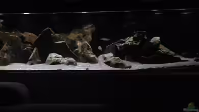 aufgelöst ....the_HEART_of_ AFRICA..... von Swenni