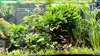 Aufgelöst - Asiatisch-amerikanische Vereinigung von Thilo