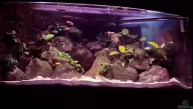 Aufgelöst - nur noch als Beispiel von Wolli