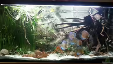 Aufgelöst ! Diskus-sionen von Der Fischer