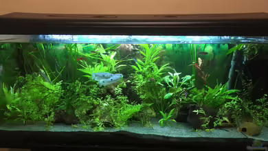 Aufgelöst 2018 Becken 33929 Wald im Nebel von Ceylon