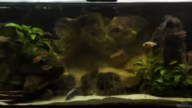 AUFGELÖST Malawi - Aulonocara von Schdäff