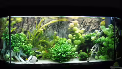 Aufgelöst Nur noch als Beispiel von Stefan