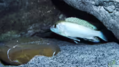 Aufgelöst "perlmutt-Artenbecken" von MichaB