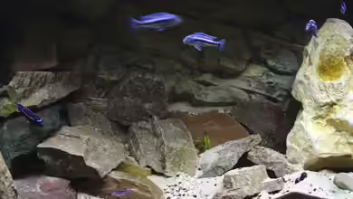 Aufzucht- und Quarantänebecken von Cruiser Bruno